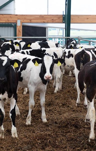 a-group-of-young-dairy-cows-outdoor-walking-in-a-f-resize.jpg a-group-of-young-dairy-cows-outdoor-walking-in-a-f-resize.jpg